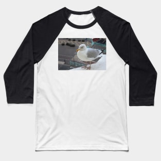 A European Herring Gull Baseball T-Shirt